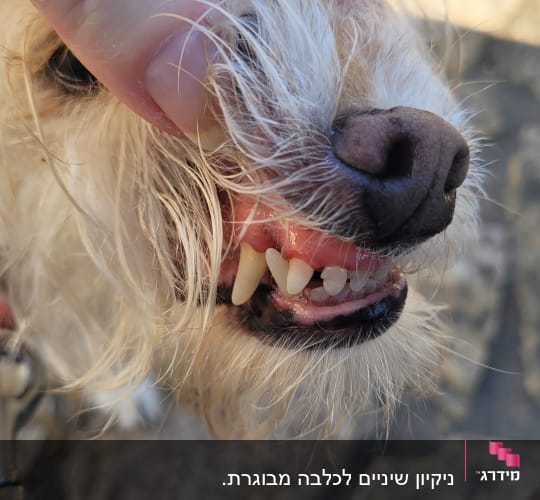 שיניים של כלב נבדקות על ידי וטרינר